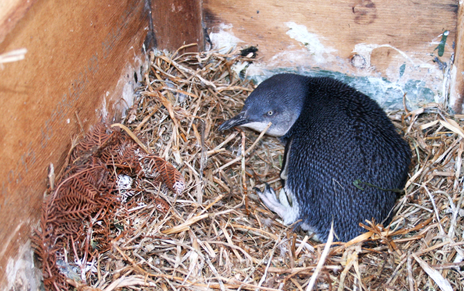 Baby-Penguin-Montague-Island