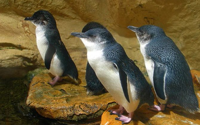 Montague Island Penguin