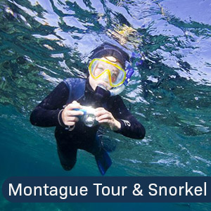montague island tour and snorkel