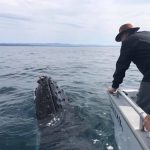 narooma fishing charter whale watching tour