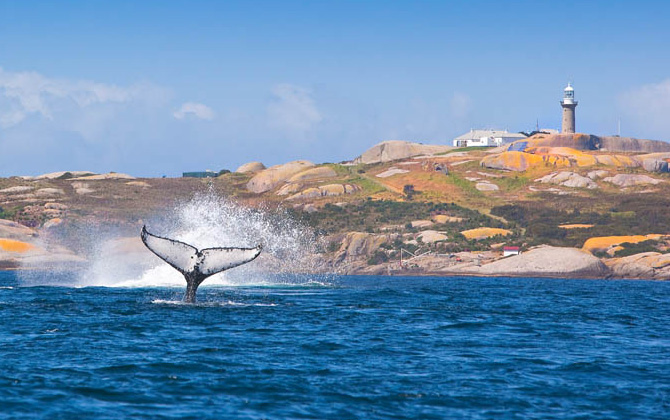 whale jumping montague island